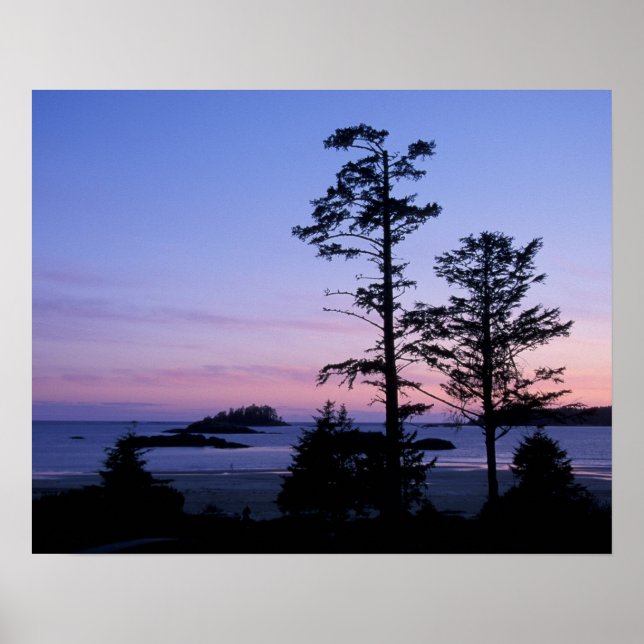 Nordamerika, Kanada, Vancouver Island, träd Poster (Framsidan)