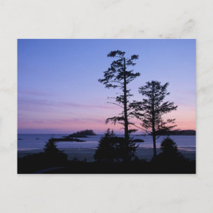 Nordamerika, Kanada, Vancouver Island, träd Vykort