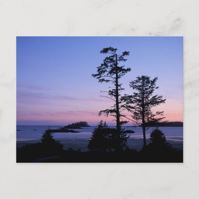 Nordamerika, Kanada, Vancouver Island, träd Vykort (Framsida)