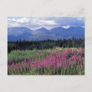 Nordamerika, Kanada, Yukon. Brandweed-blommor Vykort