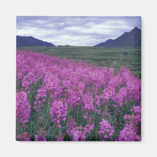 Nordamerika, Kanada, Yukon. Eldslok blommar Magnet