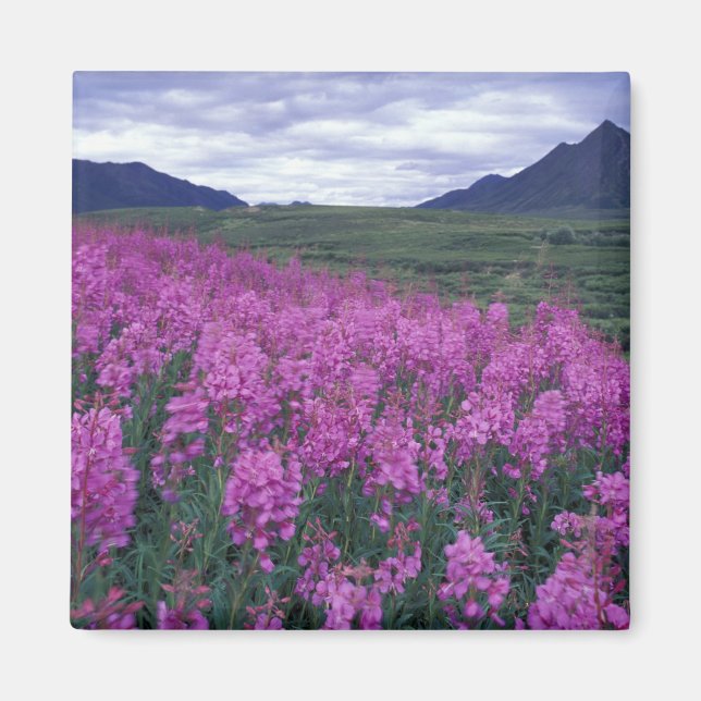 Nordamerika, Kanada, Yukon. Eldslok blommar Magnet (Framsidan)