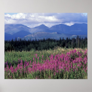 Nordamerika, Kanada, Yukon. Eldslov blommar Poster