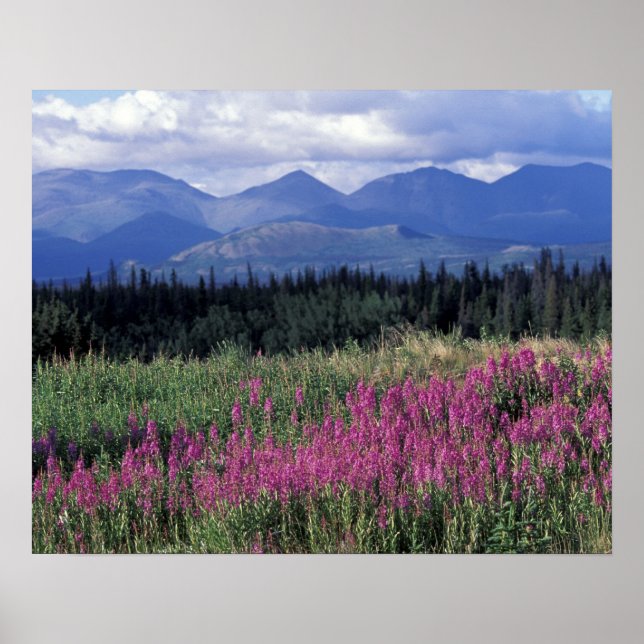 Nordamerika, Kanada, Yukon. Eldslov blommar Poster (Framsidan)