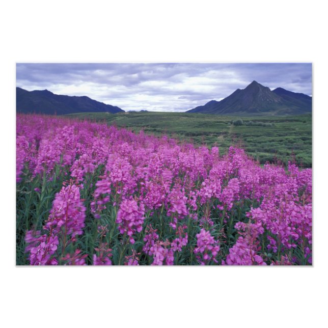 Nordamerika, Kanada, Yukon. Fireweed-blommor Fototryck (Framsidan)