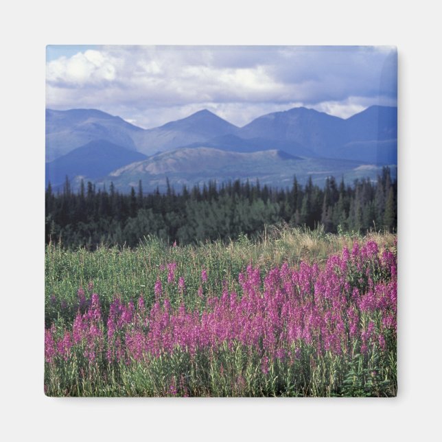 Nordamerika, Kanada, Yukon. Fireweed-blommor Magnet (Framsidan)