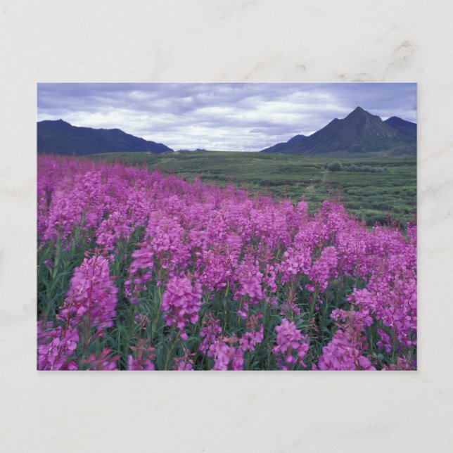 Nordamerika, Kanada, Yukon. Fireweed-blommor Vykort (Framsida)