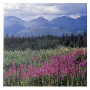 Nordamerika, Kanada, Yukon. Mjölkört blommar Kakelplatta