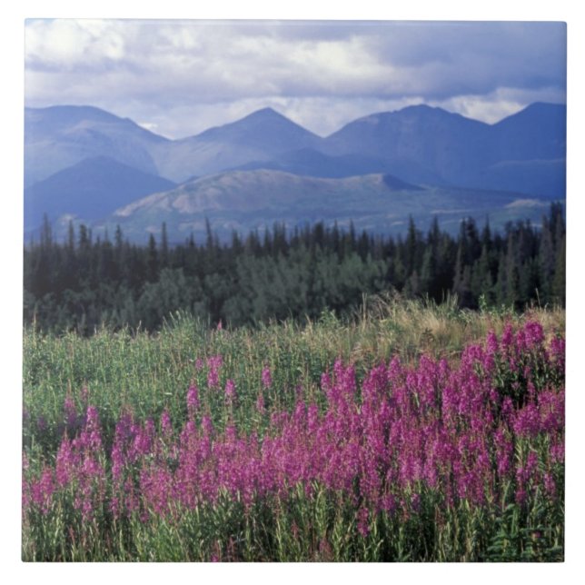 Nordamerika, Kanada, Yukon. Mjölkört blommar Kakelplatta (Framsidan)