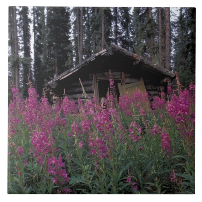 Nordamerika, Kanada, Yukon. Övergivna jägare Kakelplatta (Framsidan)