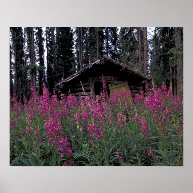 Nordamerika, Kanada, Yukon. Övergivna jägare Poster (Framsidan)