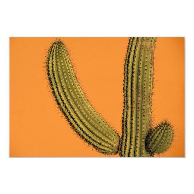 Nordamerika, Mexiko, Baja California, Cabo Fototryck (Framsidan)