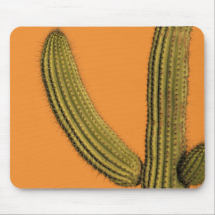 Nordamerika, Mexiko, Baja California, Cabo Musmatta