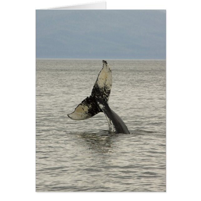 Nordamerika, USA, AK, Inside Passage. Humpback Hälsningskort (Framsidan)