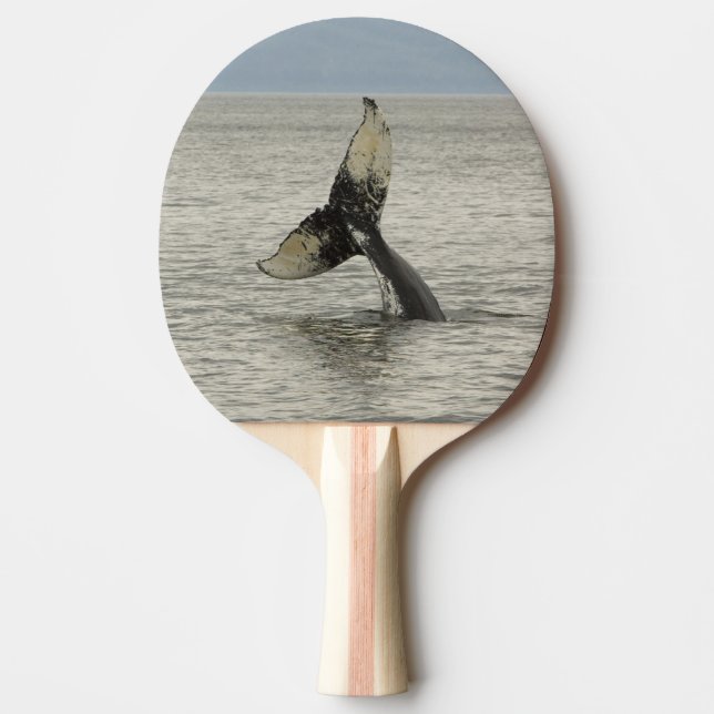 Nordamerika, USA, AK, Inside Passage. Knölval Pingisracket (Framsidan)