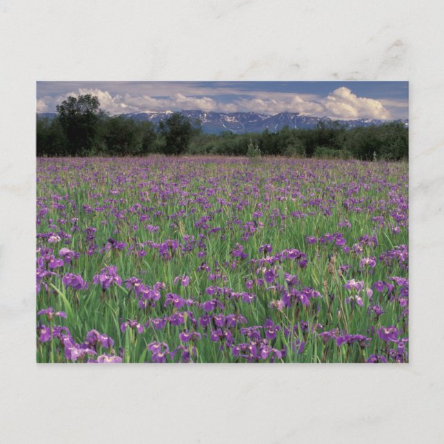 Nordamerika, USA, Alaska, Anchorage, Eklutna Vykort (Framsida)