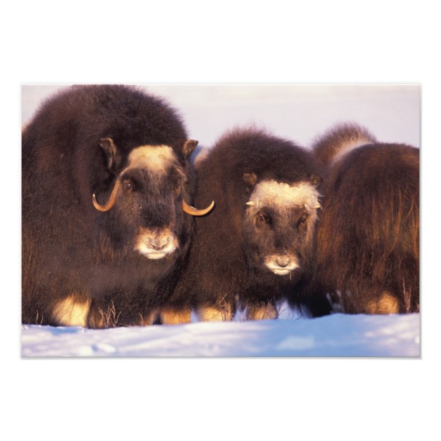 Nordamerika, USA, Alaska, Arktiska cirkeln Fototryck (Framsidan)