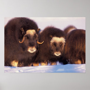 Nordamerika, USA, Alaska, Arktiska cirkeln Poster