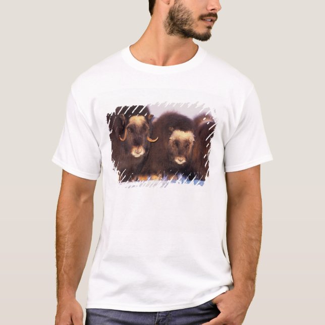 Nordamerika, USA, Alaska, Arktiska cirkeln T-shirt (Framsida)