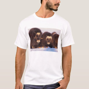Nordamerika, USA, Alaska, Arktiska cirkeln, Tee Shirt