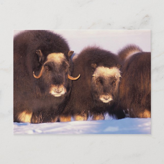 Nordamerika, USA, Alaska, Arktiska cirkeln Vykort (Framsida)