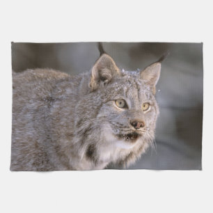 Nordamerika, USA, Alaska, Haines. Lodjur (Felis ly Kökshandduk