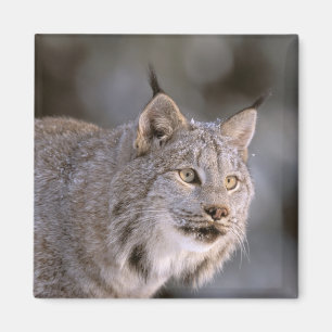 Nordamerika, USA, Alaska, Haines. Lodjur (Felis ly Magnet