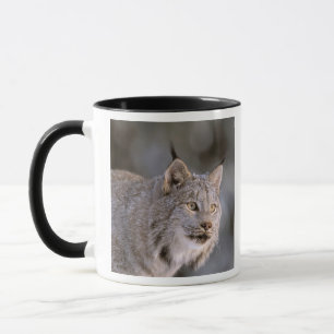 Nordamerika, USA, Alaska, Haines. Lodjur (Felis ly Mugg