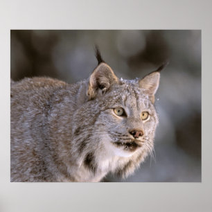 Nordamerika, USA, Alaska, Haines. Lodjur (Felis ly Poster