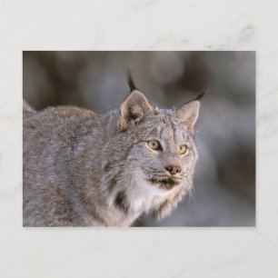 Nordamerika, USA, Alaska, Haines. Lodjur (Felis ly Vykort