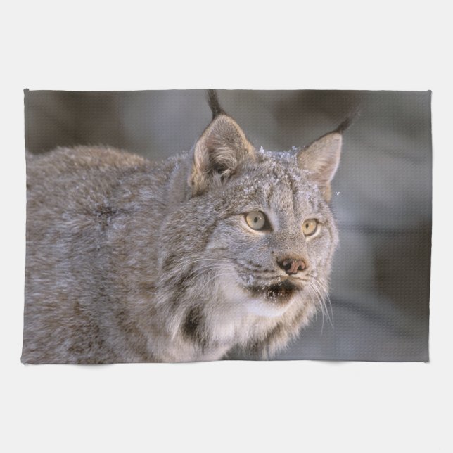 Nordamerika, USA, Alaska, Haines. Lynx (Felis 2) Kökshandduk (Horisontell)