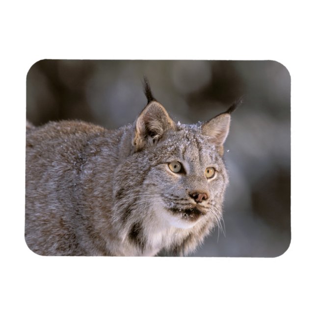 Nordamerika, USA, Alaska, Haines. Lynx (Felis 2) Magnet (Horisontell)