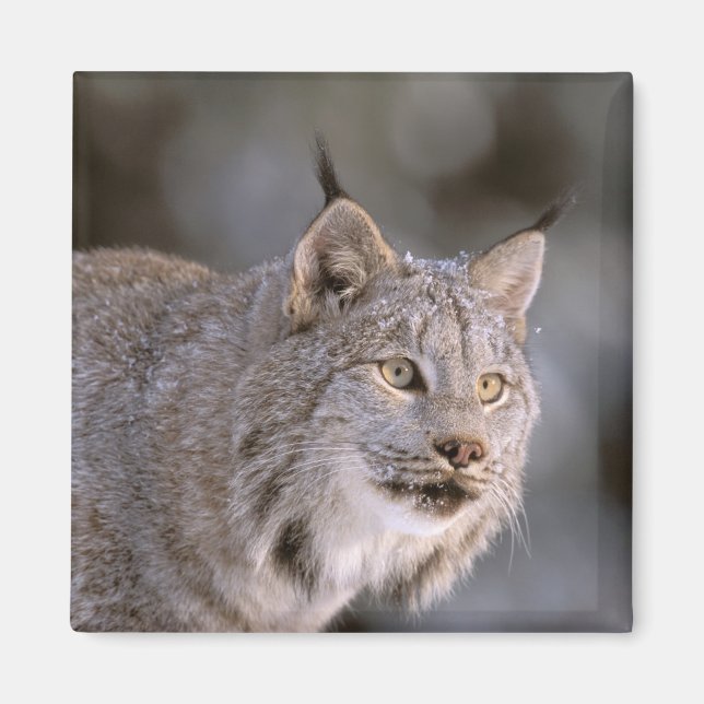 Nordamerika, USA, Alaska, Haines. Lynx (Felis 2) Magnet (Framsidan)