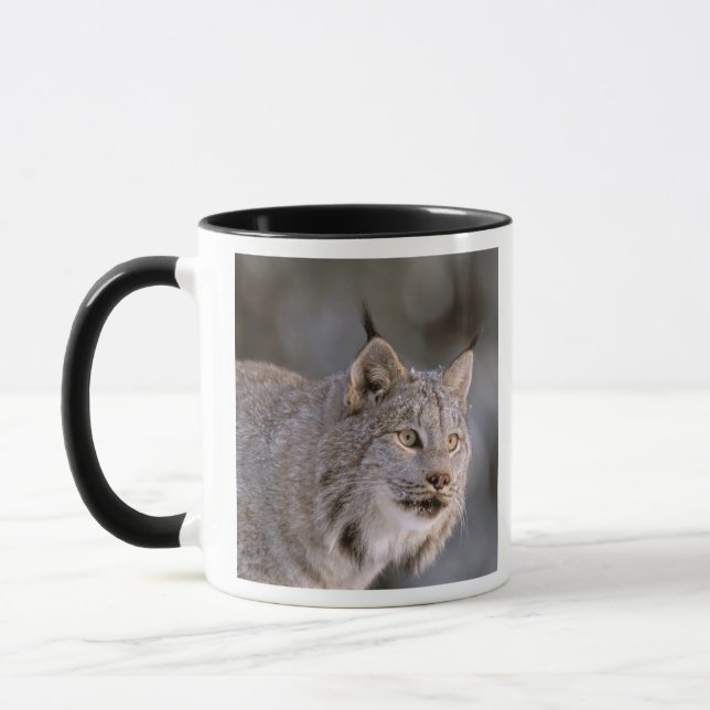 Nordamerika, USA, Alaska, Haines. Lynx (Felis 2) Mugg (Vänster)