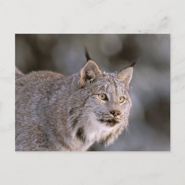 Nordamerika, USA, Alaska, Haines. Lynx (Felis 2) Vykort (Framsida)