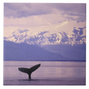 Nordamerika, USA, Alaska, Inside Passage. Kakelplatta