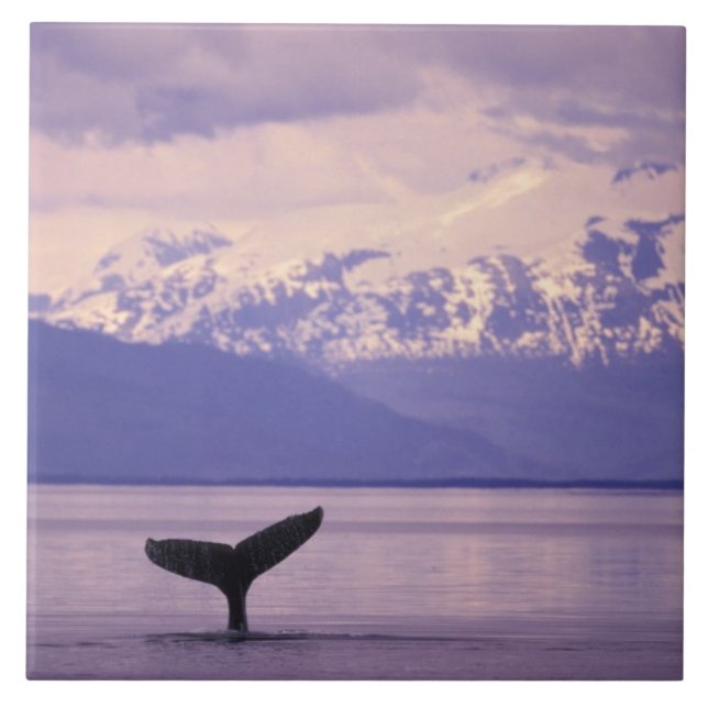 Nordamerika, USA, Alaska, Inside Passage. Kakelplatta (Framsidan)