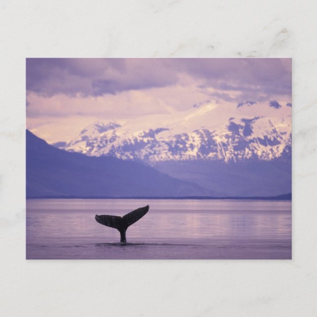 Nordamerika, USA, Alaska, Inside Passage. Vykort (Framsida)