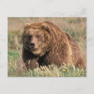 Nordamerika USA, Alaska, Kodiakö, Vykort
