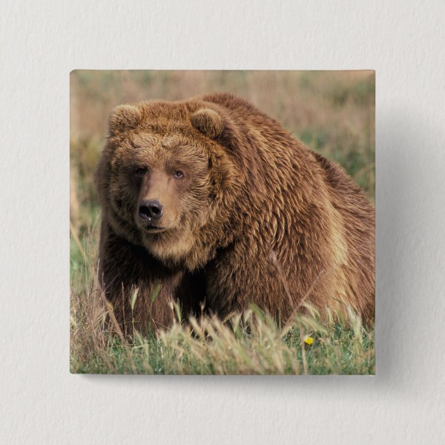 Nordamerika, USA, Alaska, Kodiakön, Knapp (Framsida)