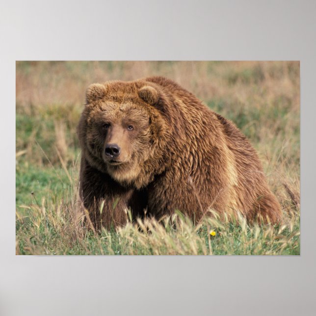 Nordamerika, USA, Alaska, Kodiakön, Poster (Framsidan)