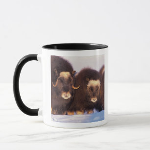 Nordamerika, USA, Alaska, norra polcirkeln, Mugg