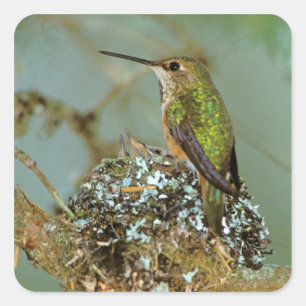 Nordamerika, USA, Alaska. Rostkolibri Fyrkantigt Klistermärke