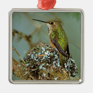 Nordamerika, USA, Alaska. Rostkolibri Julgransprydnad Metall