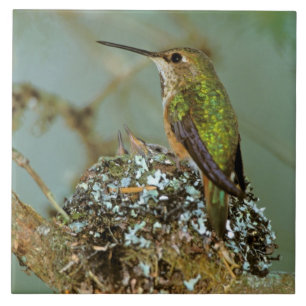 Nordamerika, USA, Alaska. Rostkolibri Kakelplatta