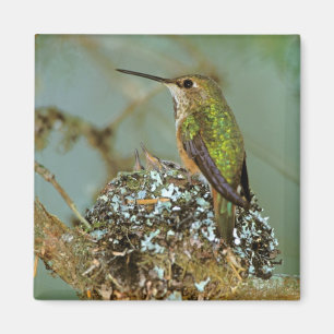 Nordamerika, USA, Alaska. Rostkolibri Magnet