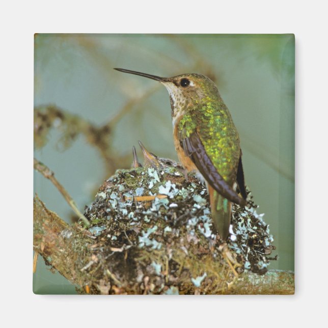 Nordamerika, USA, Alaska. Rostkolibri Magnet (Framsidan)