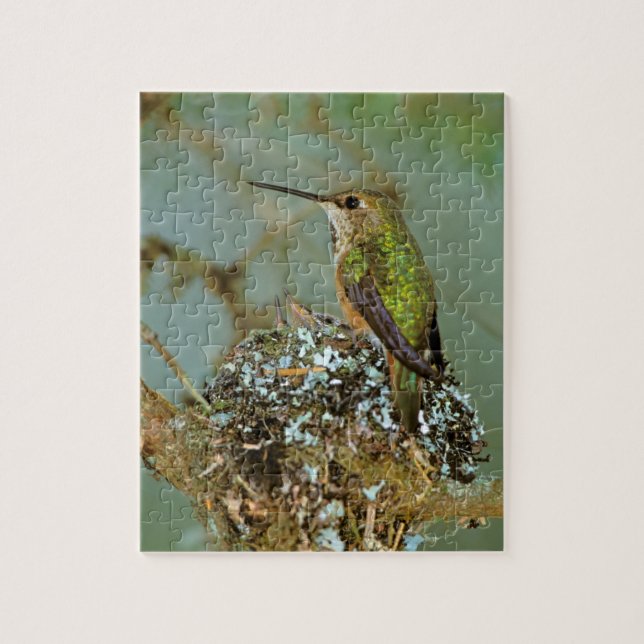 Nordamerika, USA, Alaska. Rostkolibri Pussel (Vertikal)