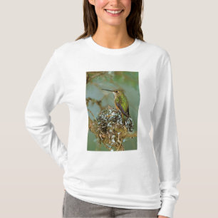 Nordamerika, USA, Alaska. Rostkolibri Tee Shirt