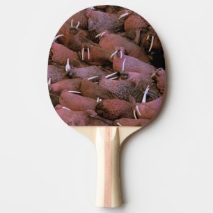 Nordamerika, USA, Alaska, Yukon Delta National Pingisracket